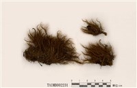 藏品(曲柄苔屬)的圖片